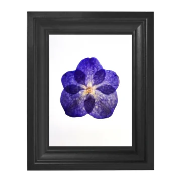 Préselt orchidea keretben