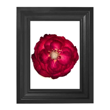 Préselt rózsa keretben