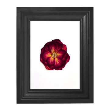 Préselt rózsa keretben