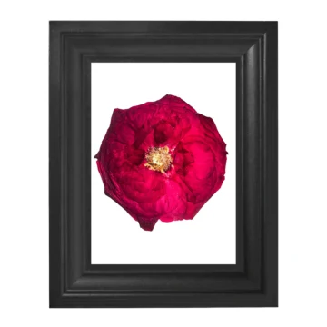 Préselt rózsa keretben