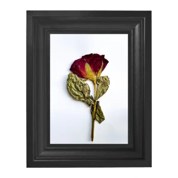 Préselt rózsa keretben